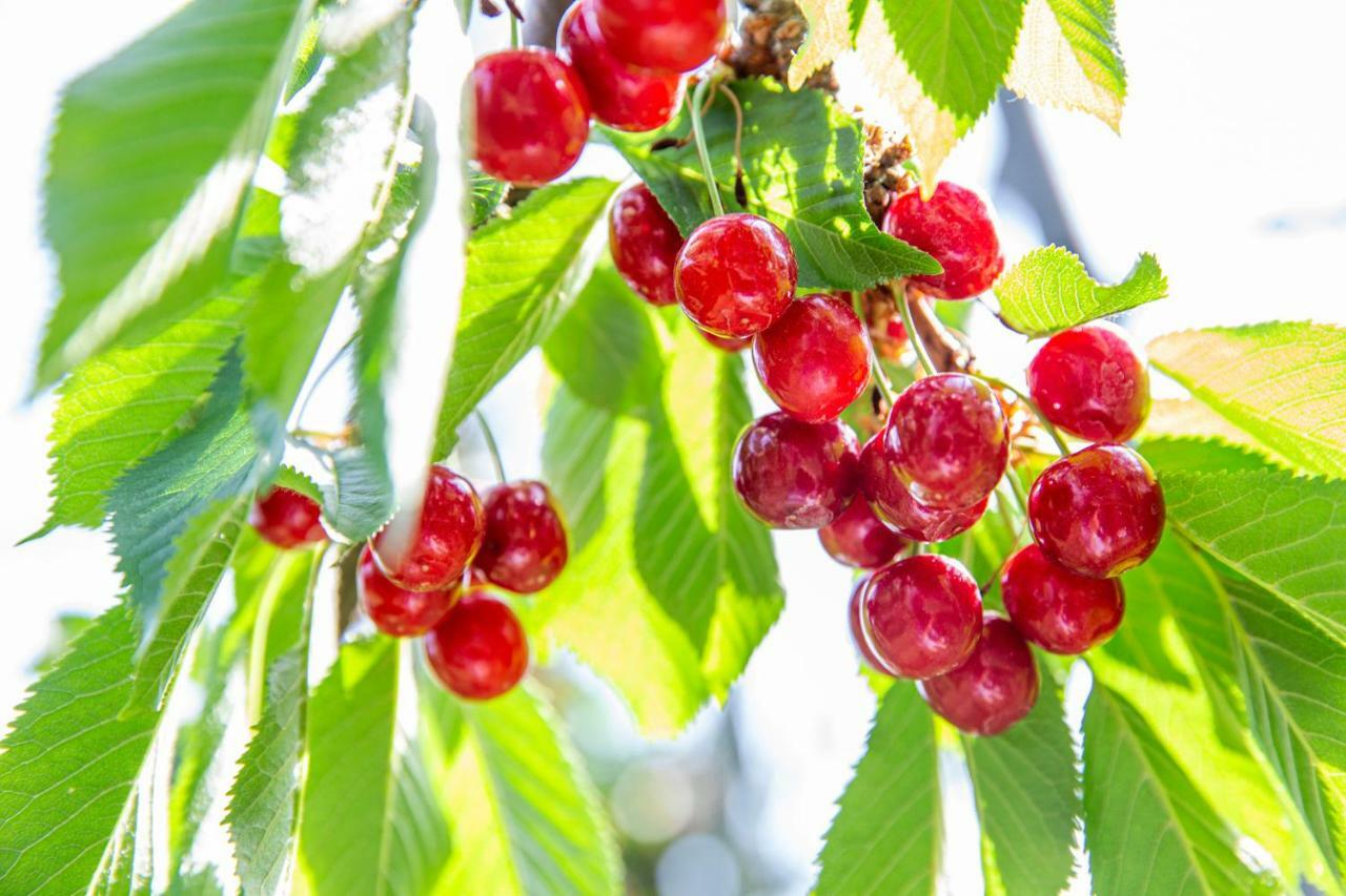 Fruit Park Fujiya Hotel Jamanaši Exteriér fotografie